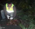 Καστοριά: Ακόμα ένα αρκουδάκι νεκρό σε τροχαίο…